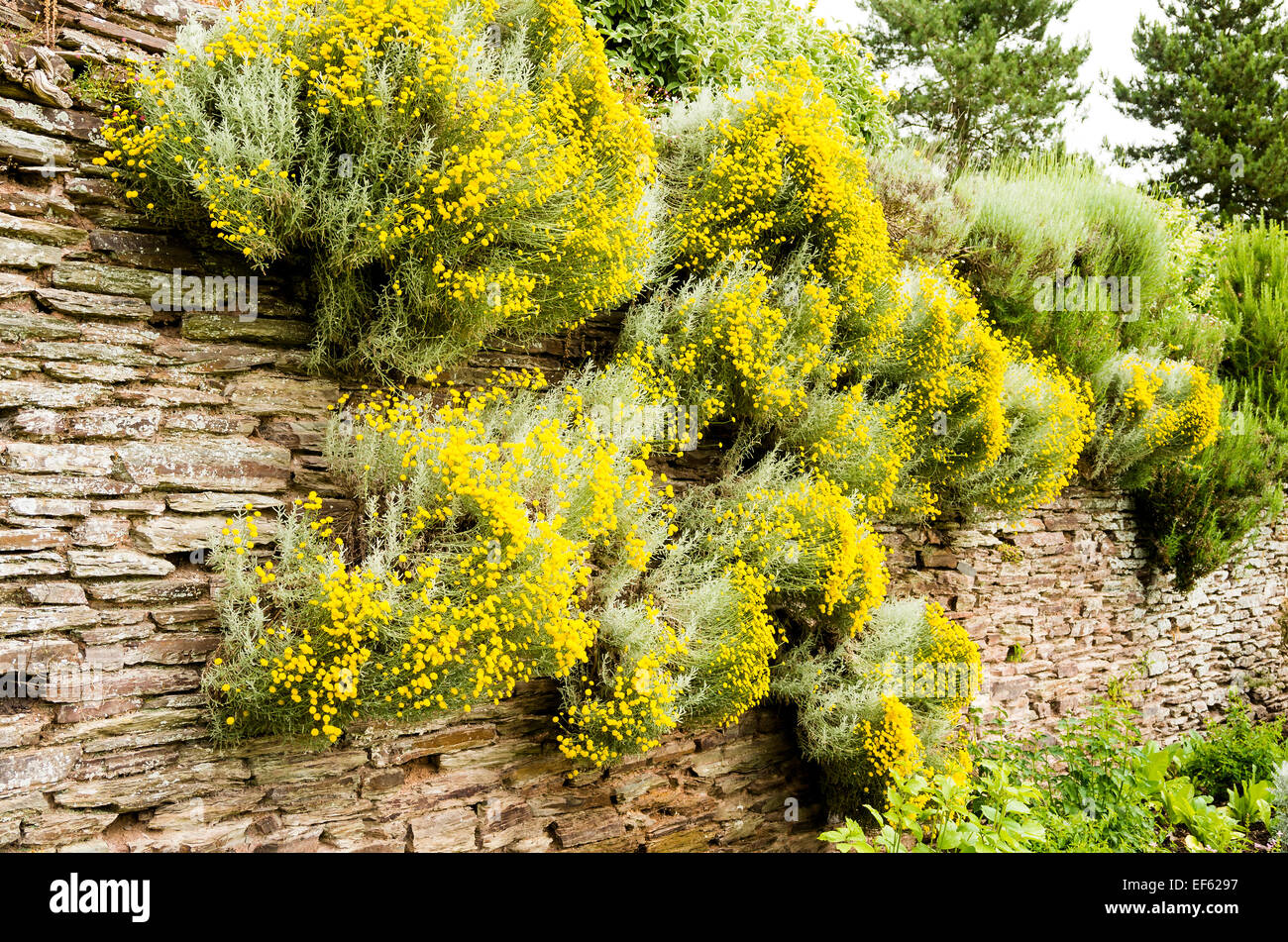 Yellow flowered santolina growing in wall crevices at Hestercombe UK Stock Photo