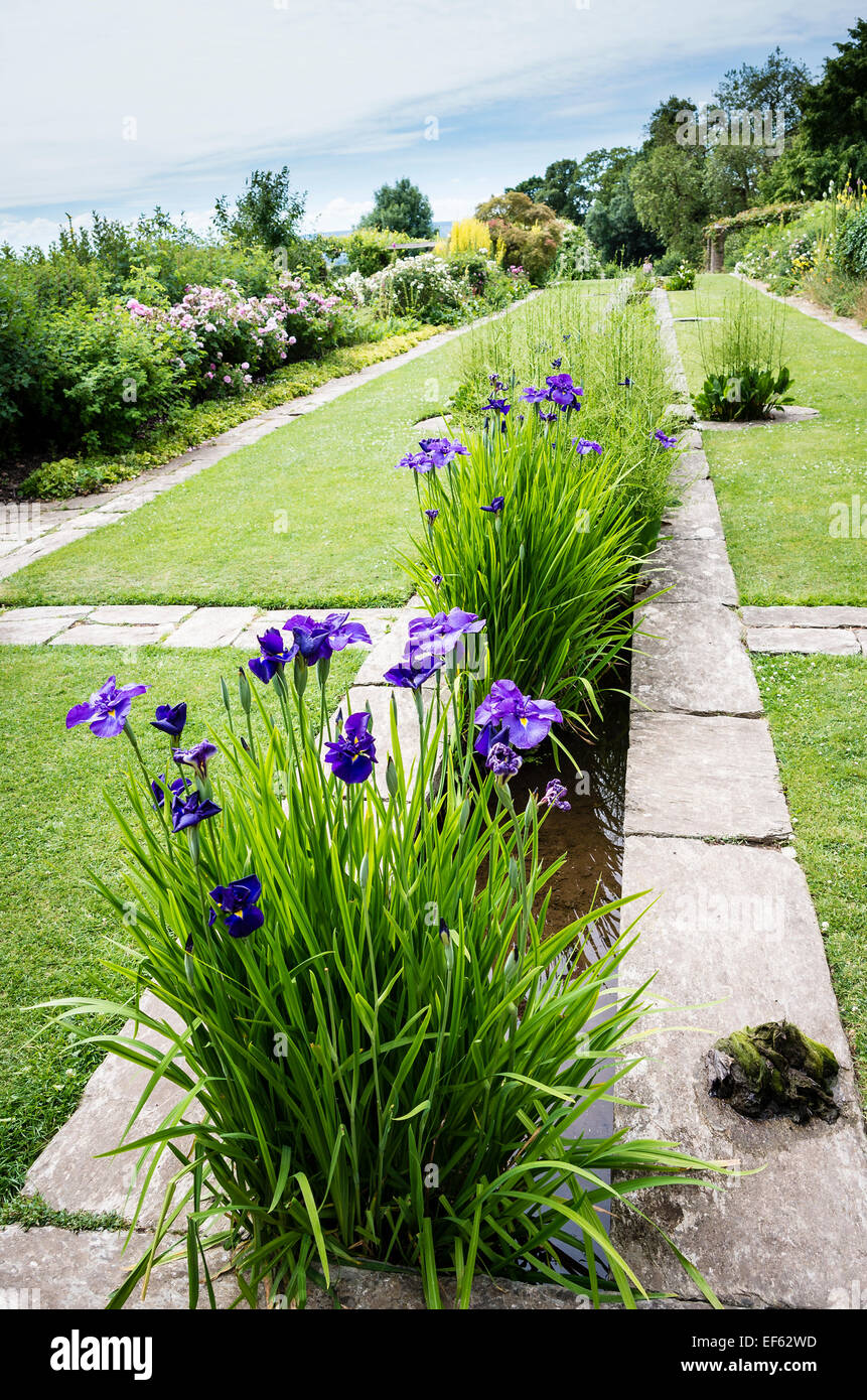Water irises in a rill in a Gertrude Jekyll garden in Somerset Stock Photo
