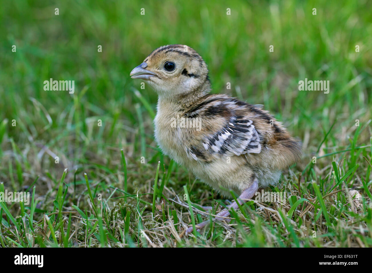 Common pheasant (Phasianus colchicus) chick in grassland Stock Photo