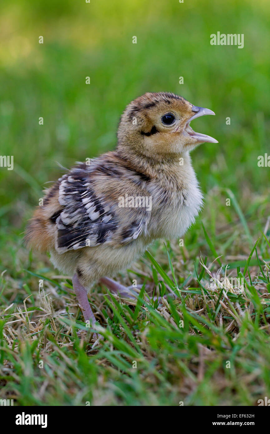 Baby pheasant uk hires stock photography and images Alamy