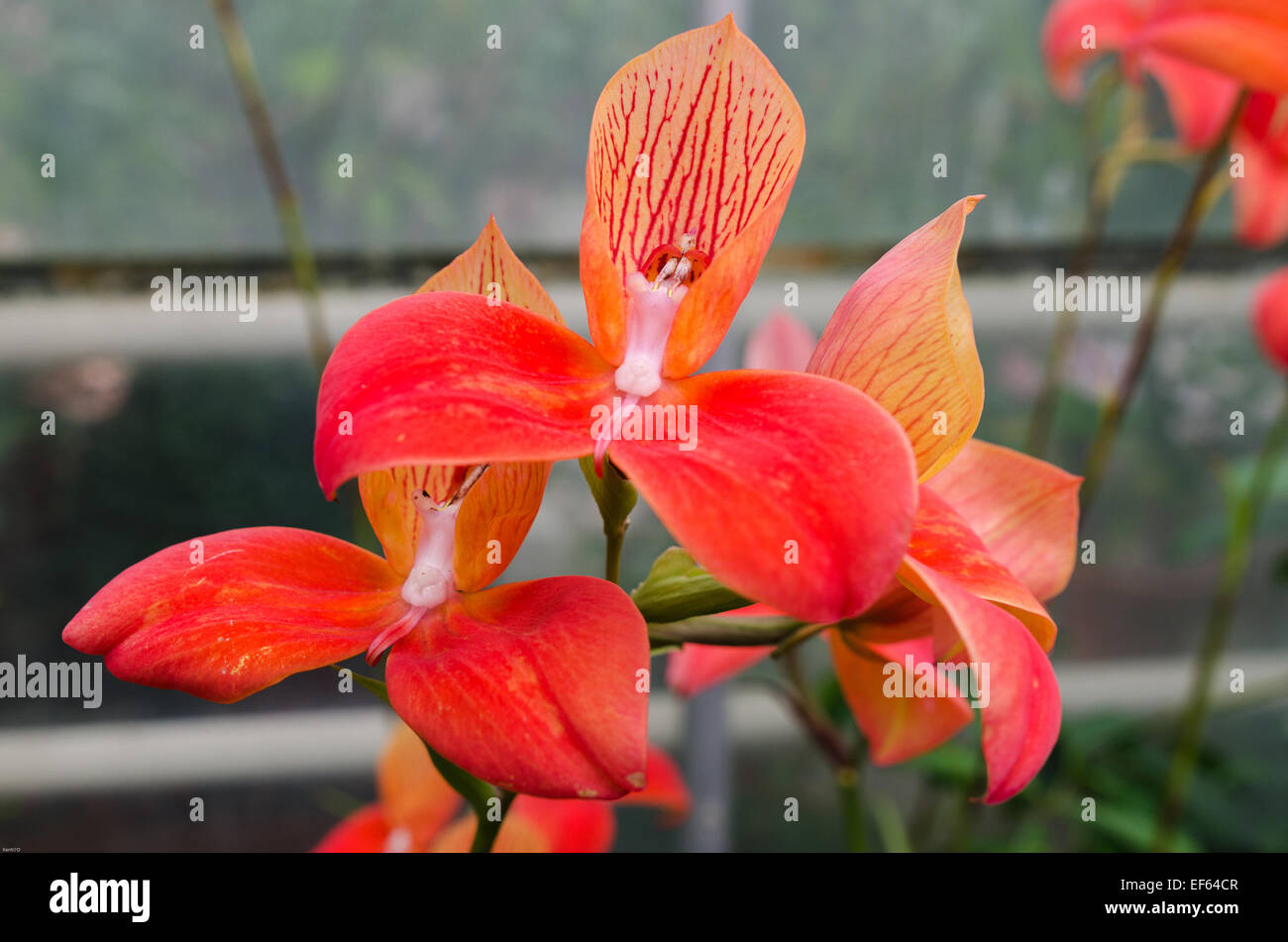 Disa uniflora a beutiful red orchid and a little bit orange a tropical flower Stock Photo