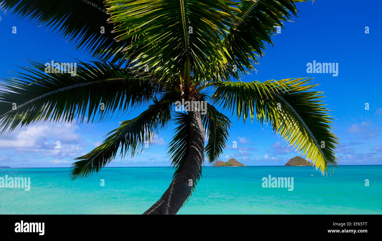 Palm tree lanikai beach oahu hires stock photography and images Alamy