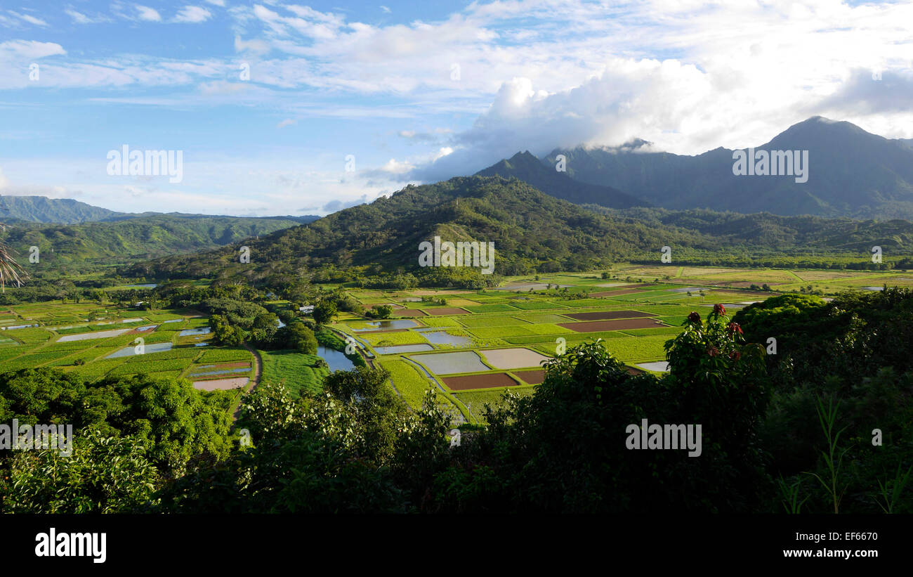 Taro Field, Hanalei Valley, lookout, Kauai, Hawaii Stock Photo Alamy