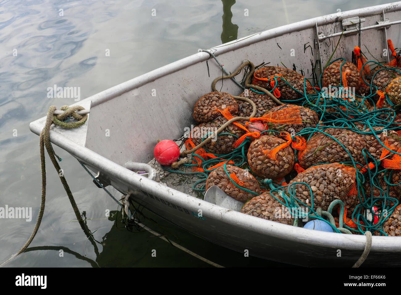 Clam fishing hi-res stock photography and images - Alamy