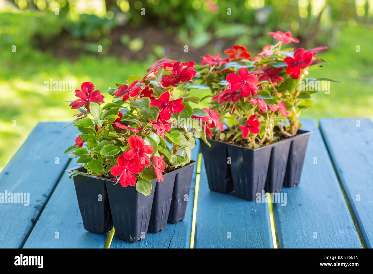 Greenhouse grown packs containing seedlings of impatiens plants ready for transplanting into a home garden. Stock Photo