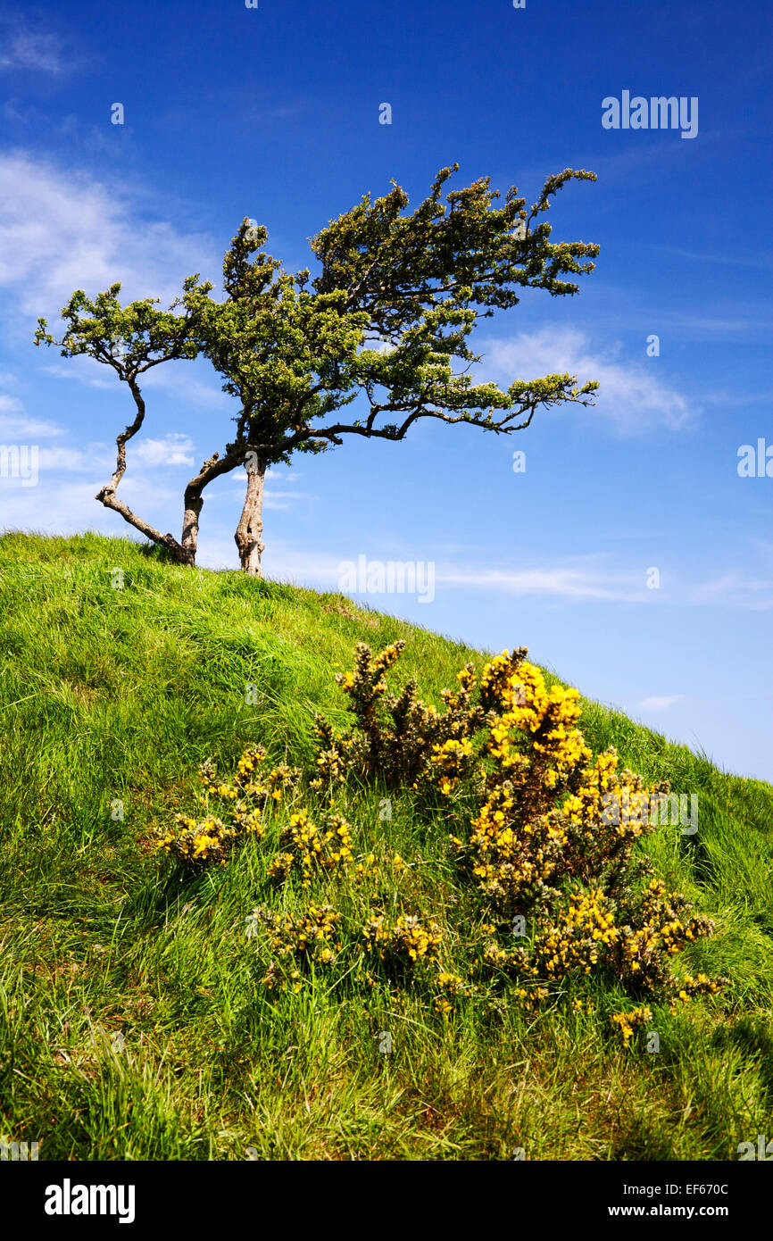 wind blown bush at the top of a mountain in ireland Stock Photo