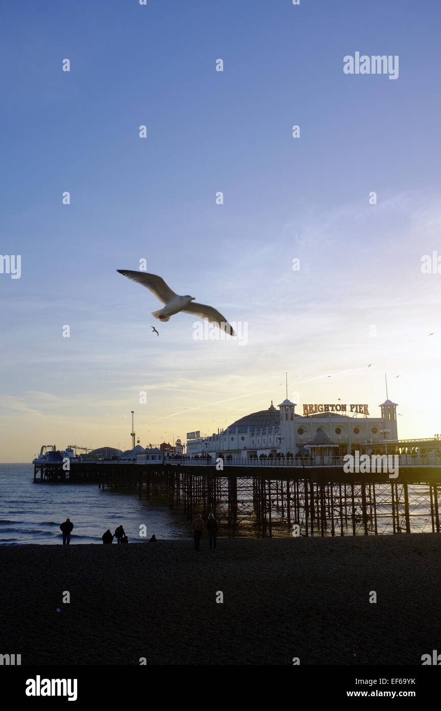 A seagull flies past Brighton pier at sunset. Stock Photo