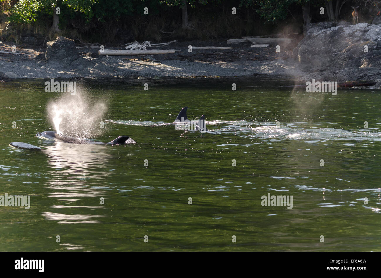 killer whales blowing in Vancouver in canada Stock Photo Alamy