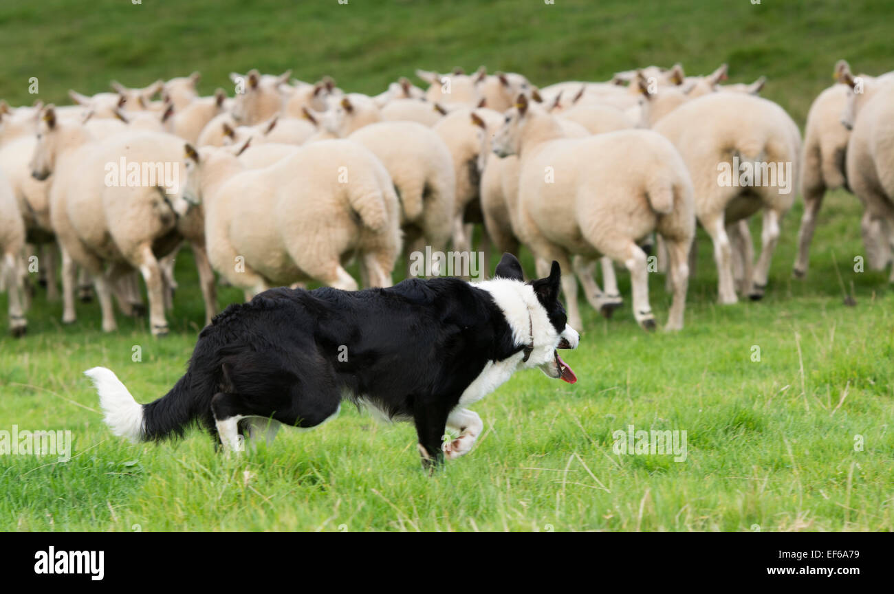 4 Sottobicchieri Beautiful Border Collie – Simpatico Regalo Cane Da Pastore Con Stampe Inglesi, 9,5 Cm