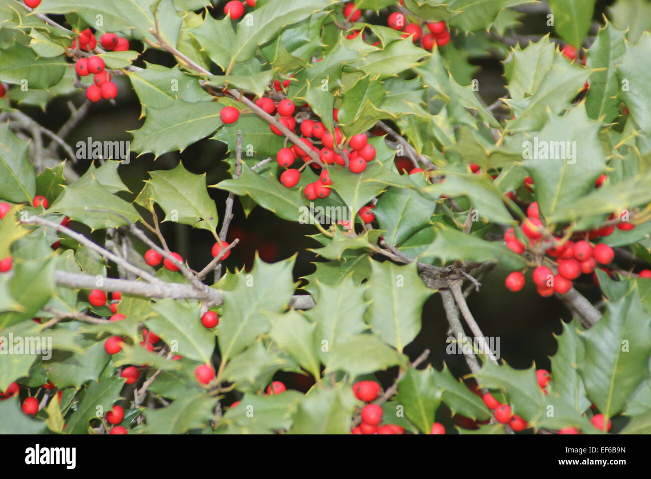 Holly berries and leaves from an American Holly Tree. Stock Photo