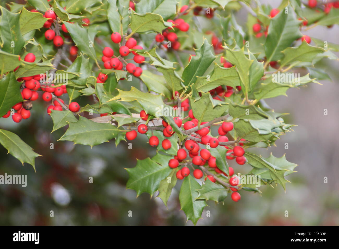 Holly berries and leaves from an American Holly Tree. Stock Photo