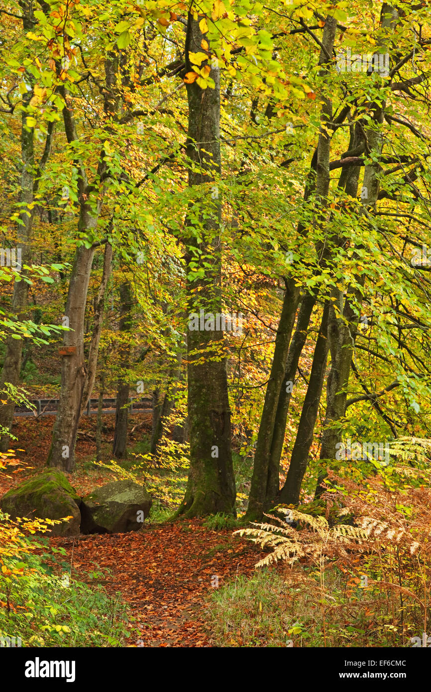 autumn in the teign valley Stock Photo