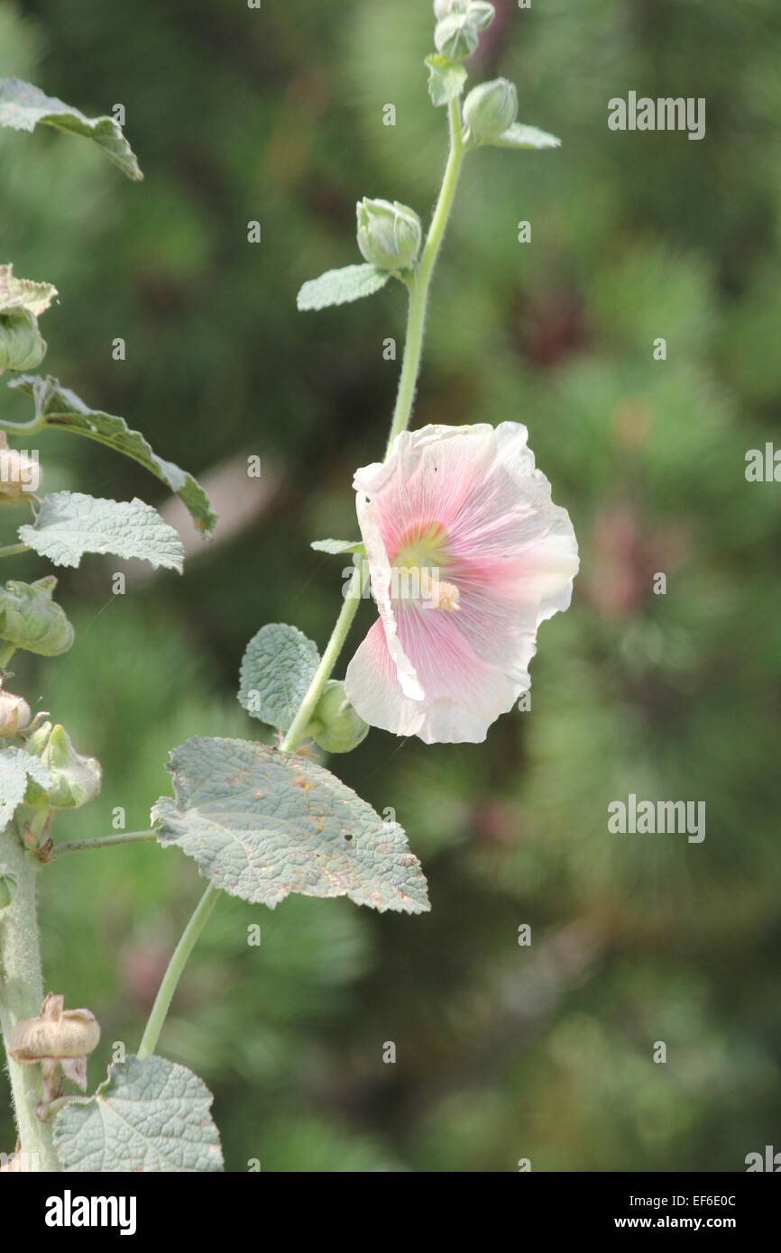 Alcea, commonly known as hollyhocks. Hollyhocks are popular garden ...