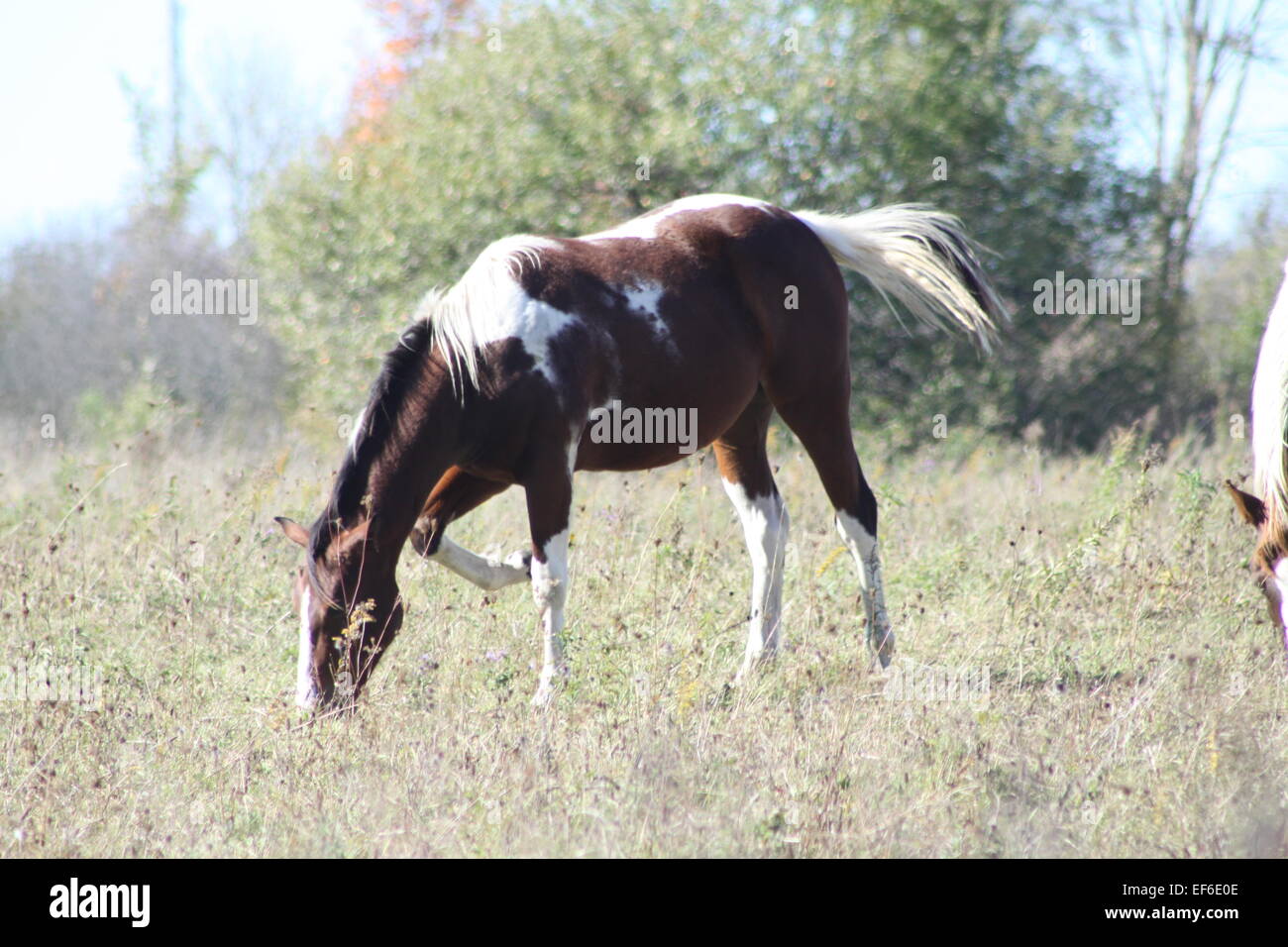 Horse grazing on dry grass at the end of summer in a small field Stock ...