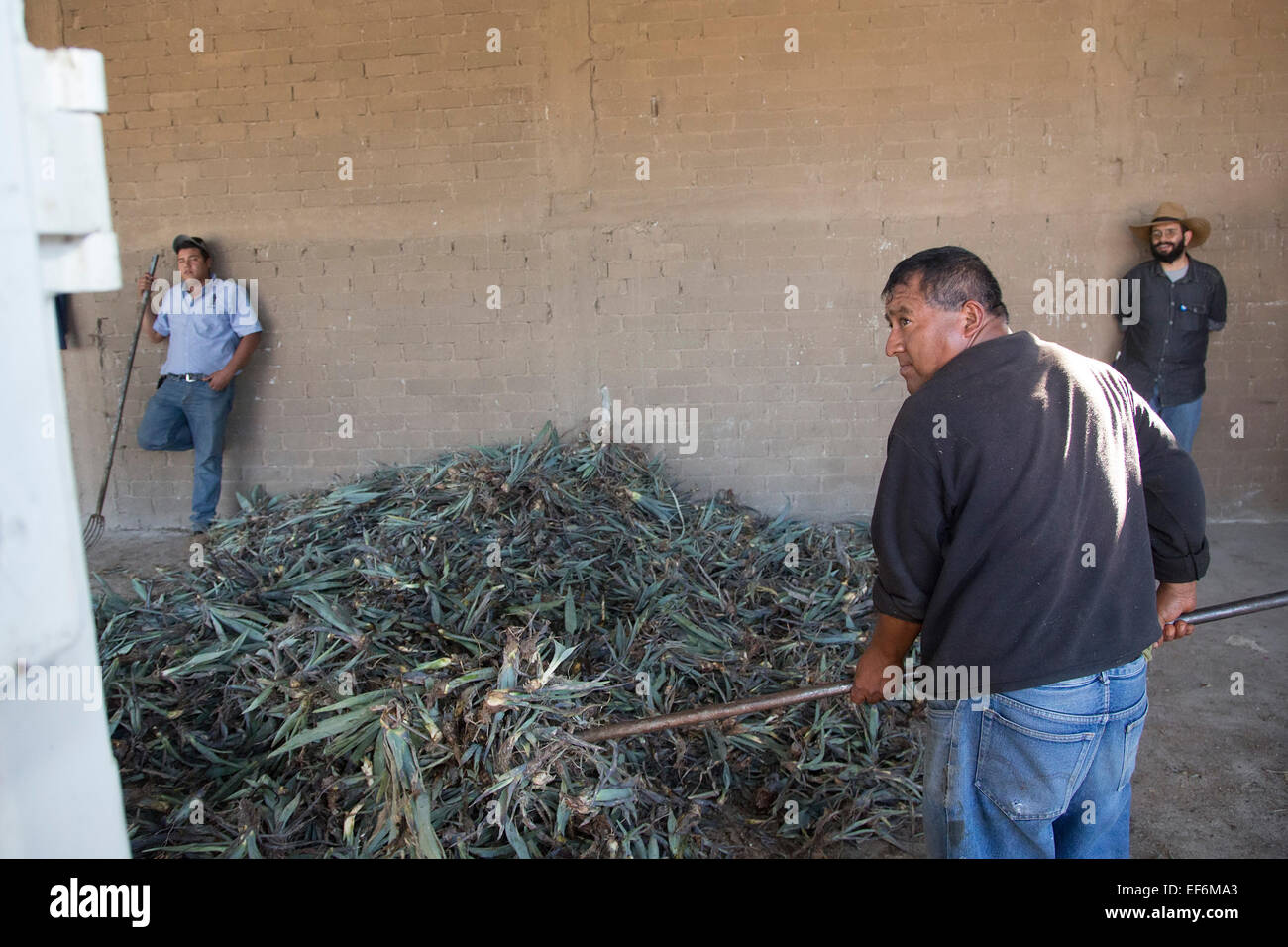 Mitla, Oaxaca, Mexico - A worker loads agave plants onto a truck. They will be planted and eventually used to produce mezcal. Stock Photo