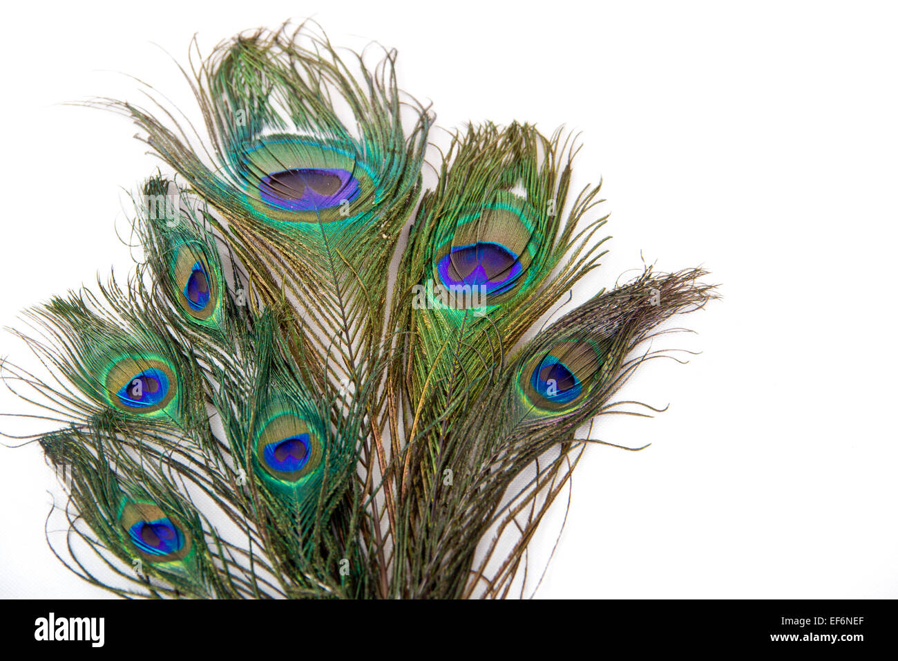peacock feathers isolated on white background Stock Photo - Alamy