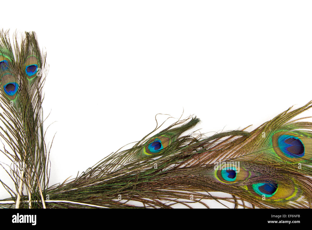 bird feathers isolated on white background Stock Photo - Alamy