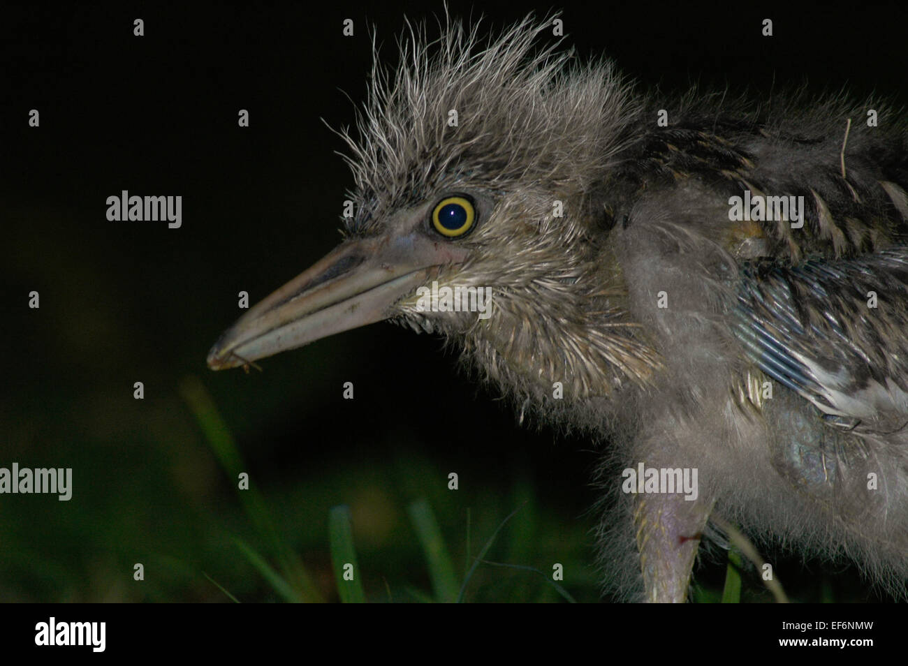 Black-crowned night heron (Nycticorax nycticorax), juvenile, spotted at Ancol Bird Park in Jakarta coastal area. Ancol Dreamland, Jakarta, Indonesia. Stock Photo
