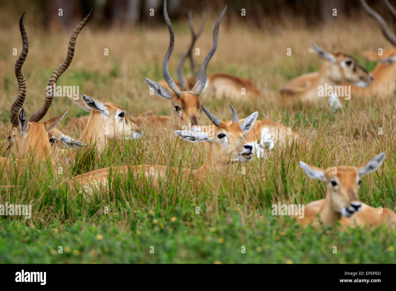 Blackbuck, Antilope cervicapra. Females and young males resting in the grass are camoflaged from casual observation. Stock Photo