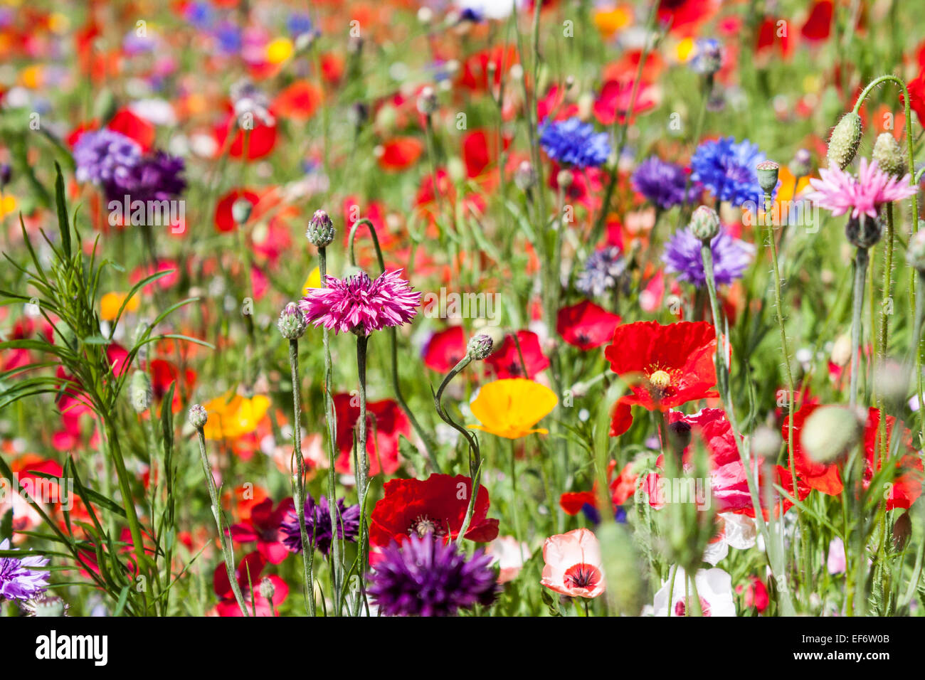 A grass verge planted with a selection of poppies, cornflowers and other wildflowers. Berkshire, England, GB, UK Stock Photo