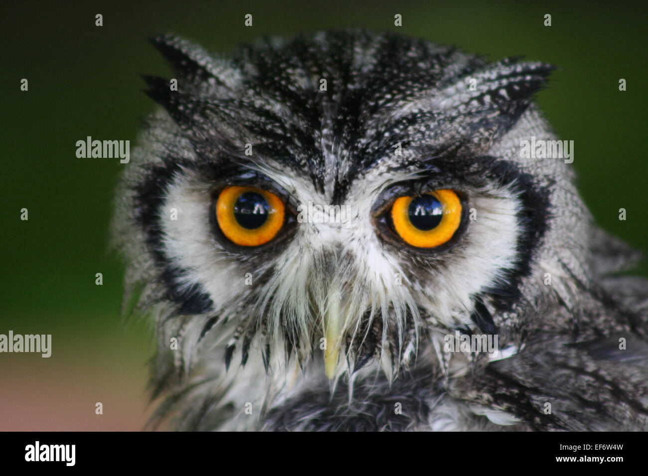 White Faced Scops Owl Stock Photo