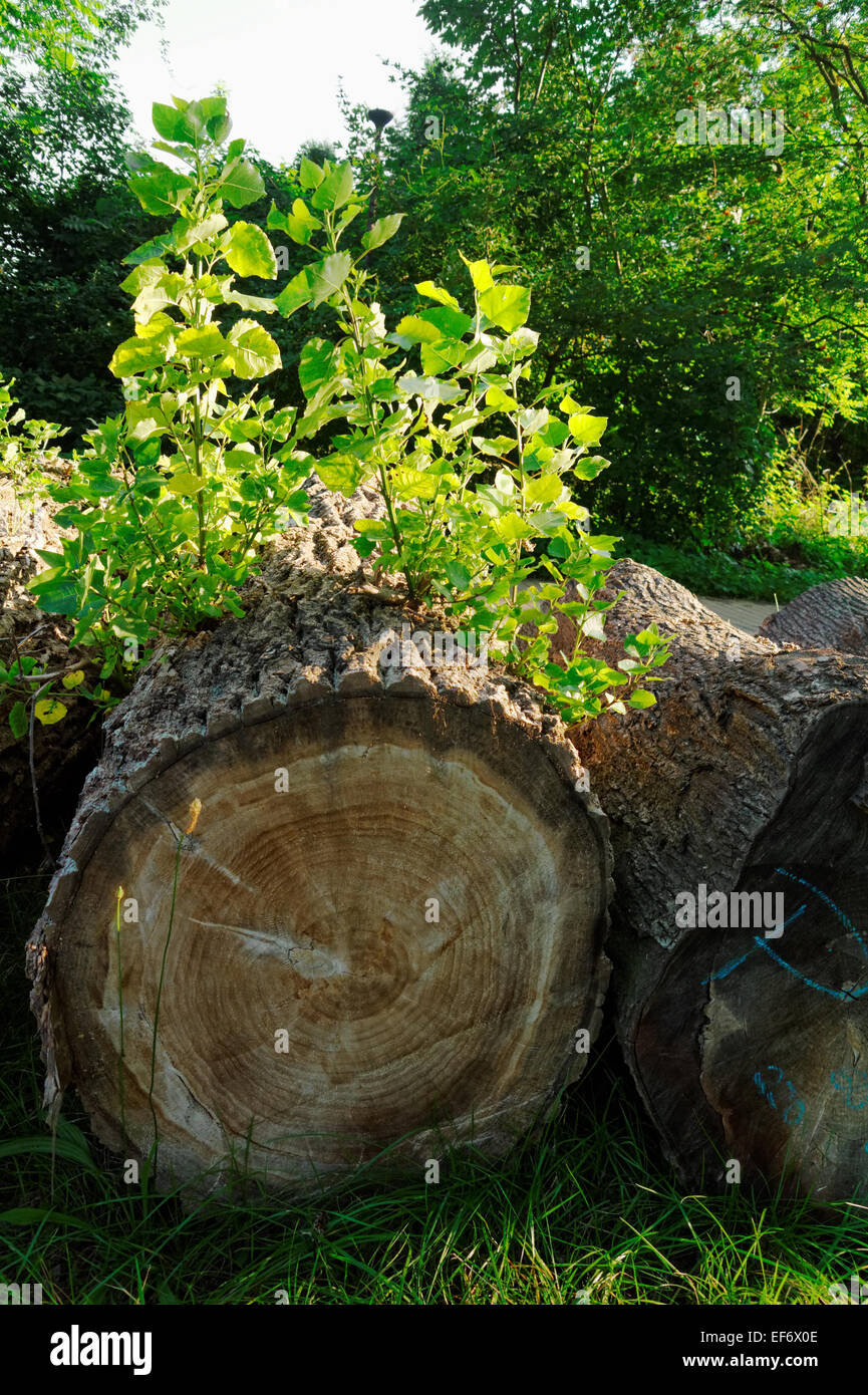 old tree trunks Stock Photo Alamy