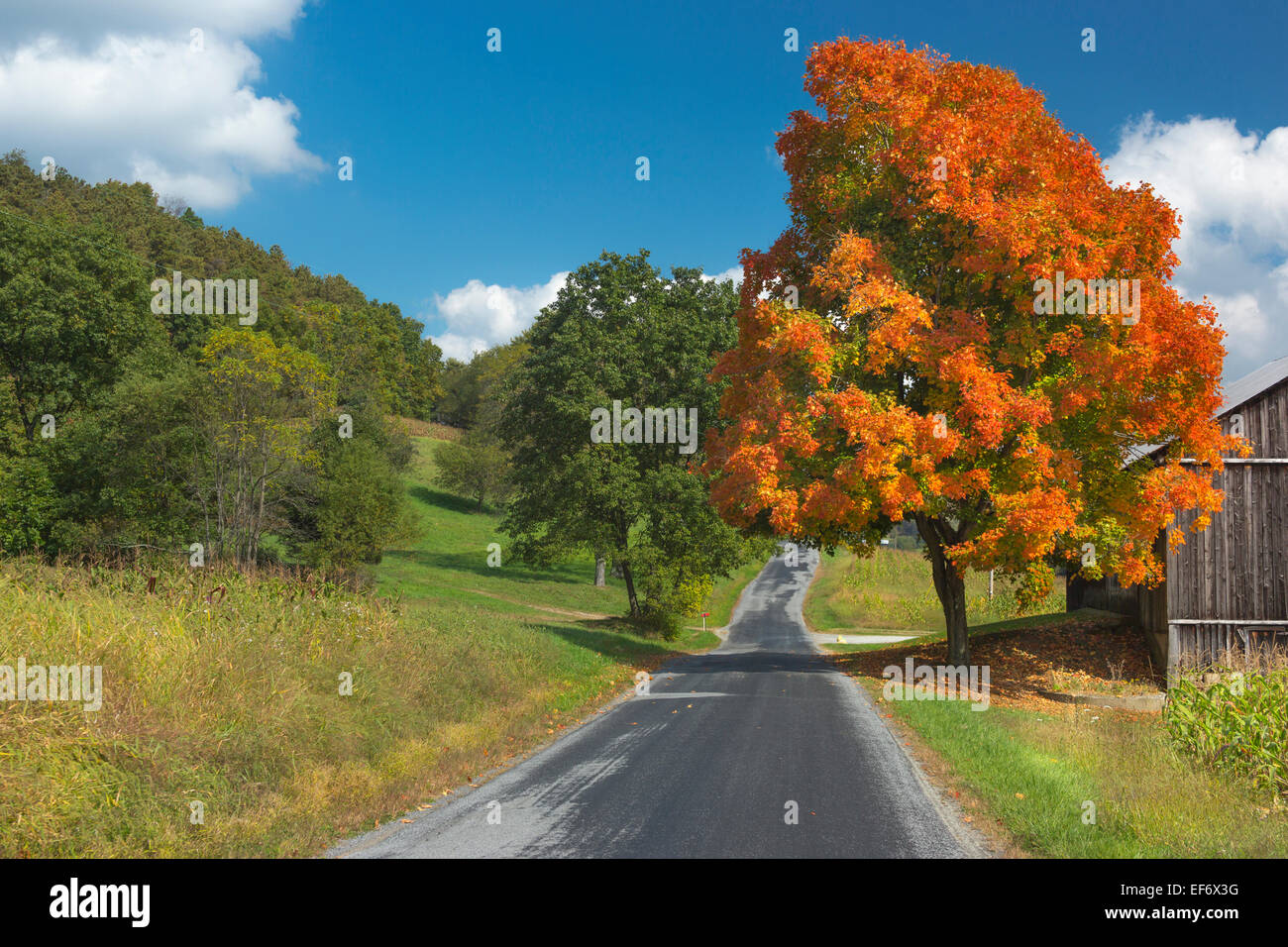FALL SCENIC ROADSIDE SINGLE TREE BARN INDIANA COUNTY PENNSYLVANIA USA ...