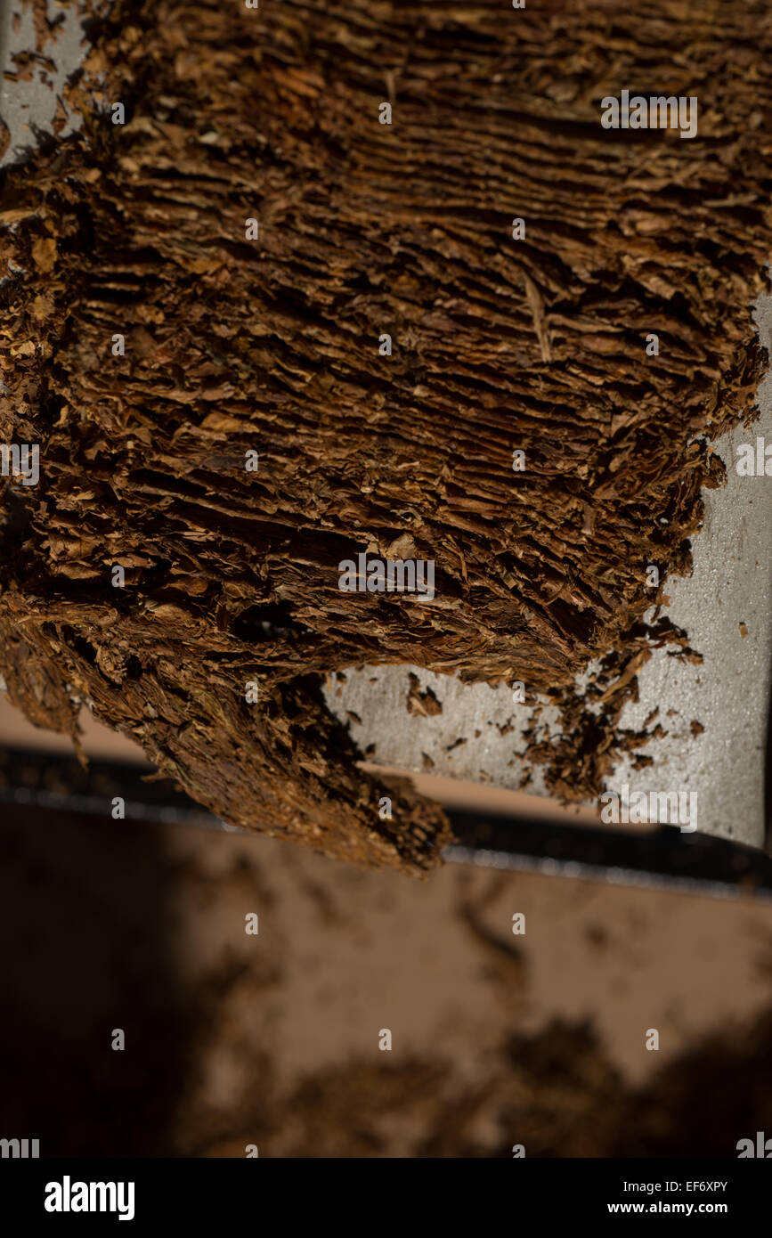 Fine cut tobacco ready for cigaretees production Stock Photo Alamy