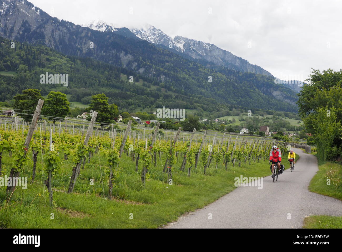 Two touring cyclists riding on a path way alongside vineyards in the Alps,Switzerland. Stock Photo