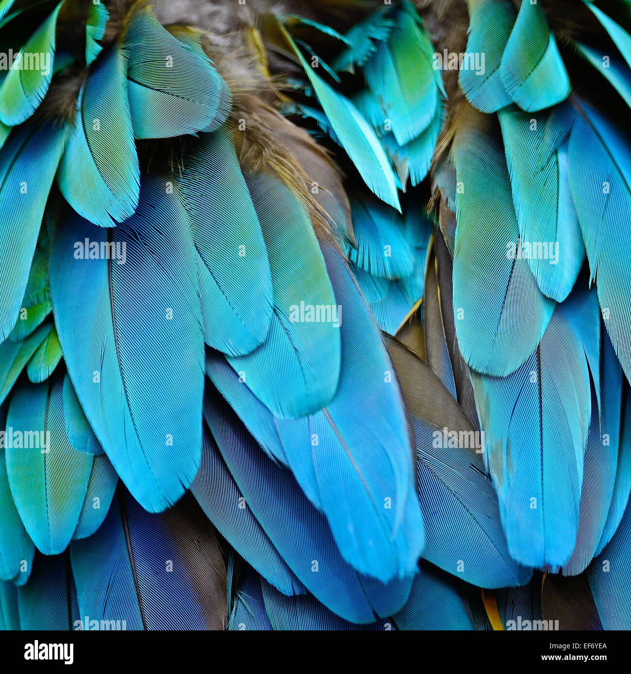 Colorful feathers, Harlequin Macaw feathers background texture Stock ...