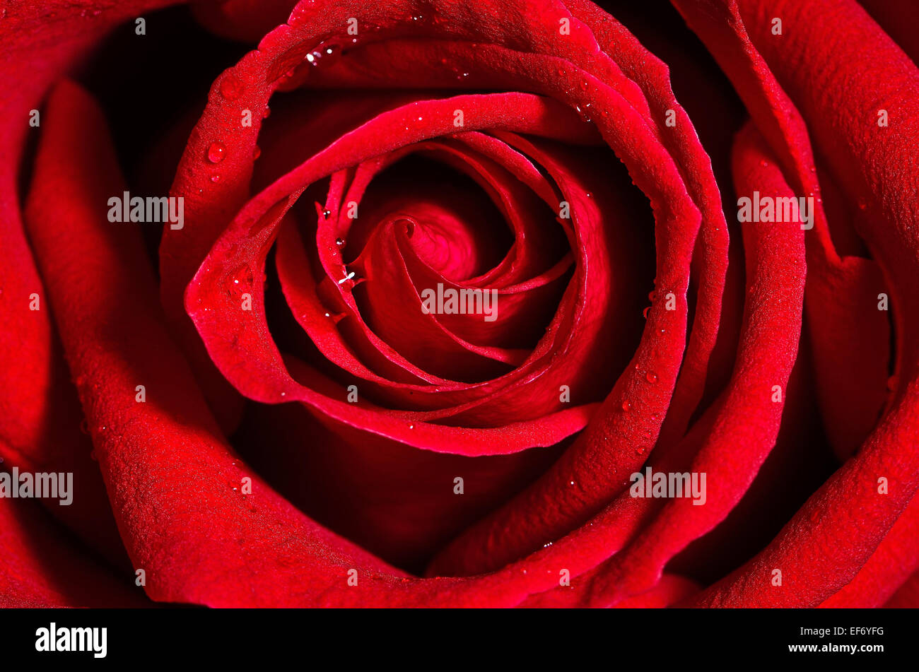 Closeup red rose background pattern Stock Photo