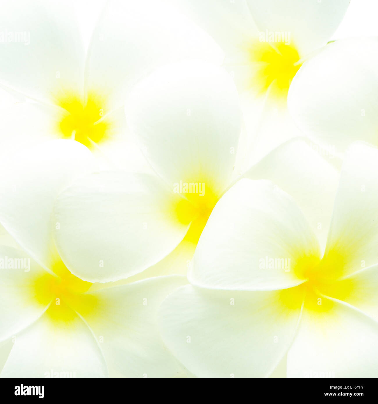White and yellow fragrant flowers, Plumeria or frangipani pattern Stock Photo