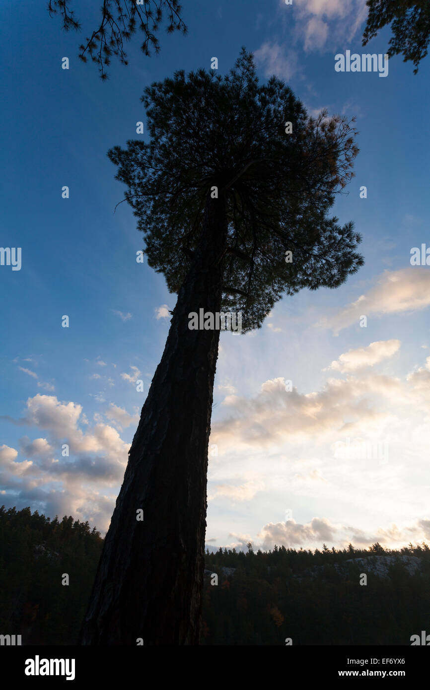 A silhouetted lone pine tree towering overhead in Killarney Provincial Park, Ontario, Canada. Stock Photo