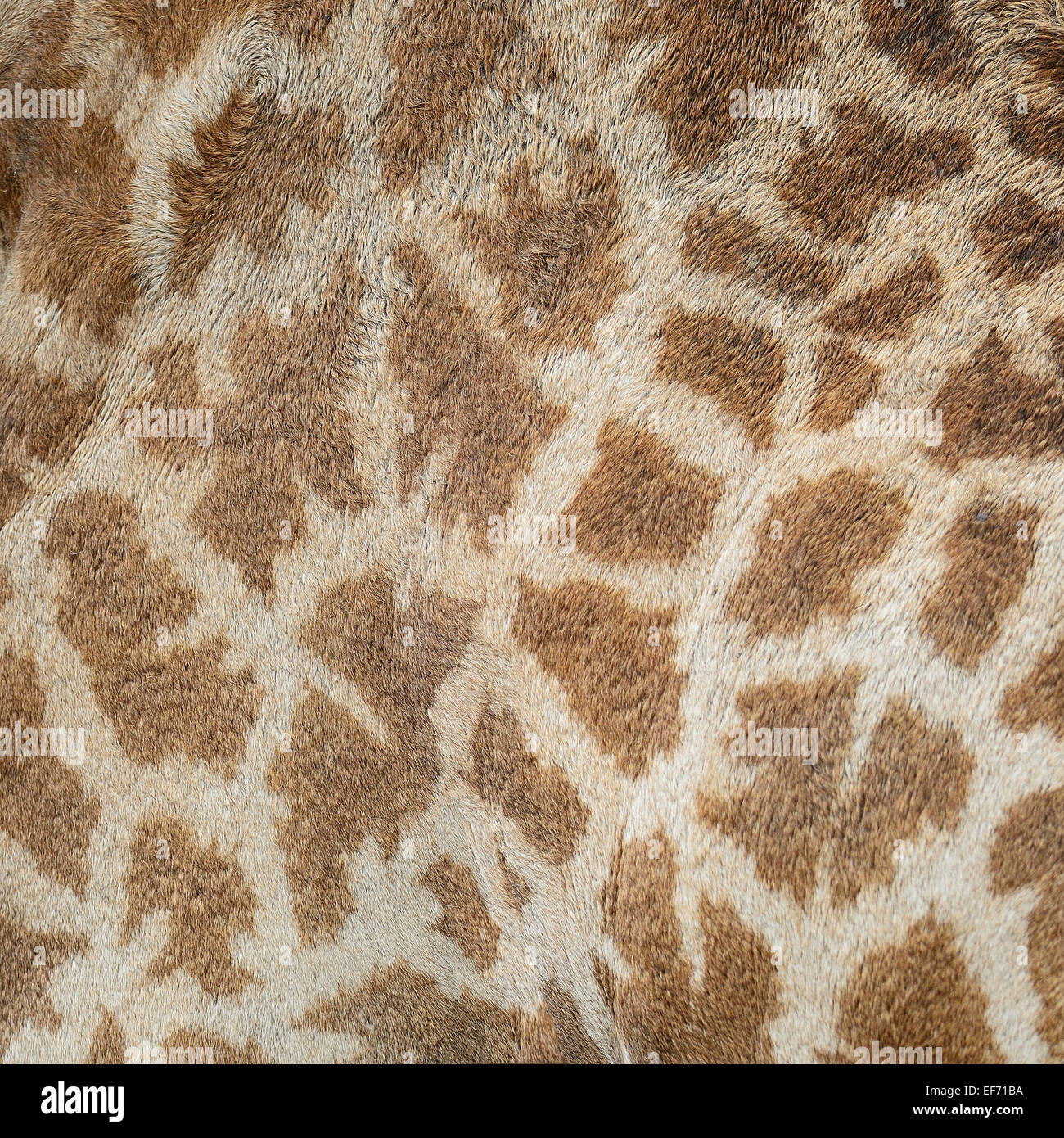 Genuine leather skin of Giraffe (Girafta camelopardalis) Stock Photo