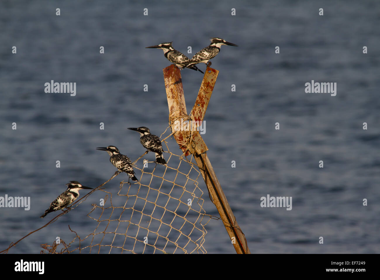 Pied Kingfishers (Ceryle rudis) perched on a fence Stock Photo