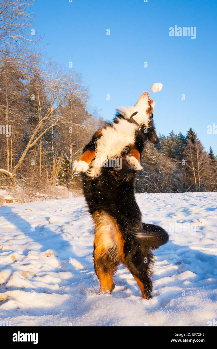 Dog catching snowball Stock Photo Alamy