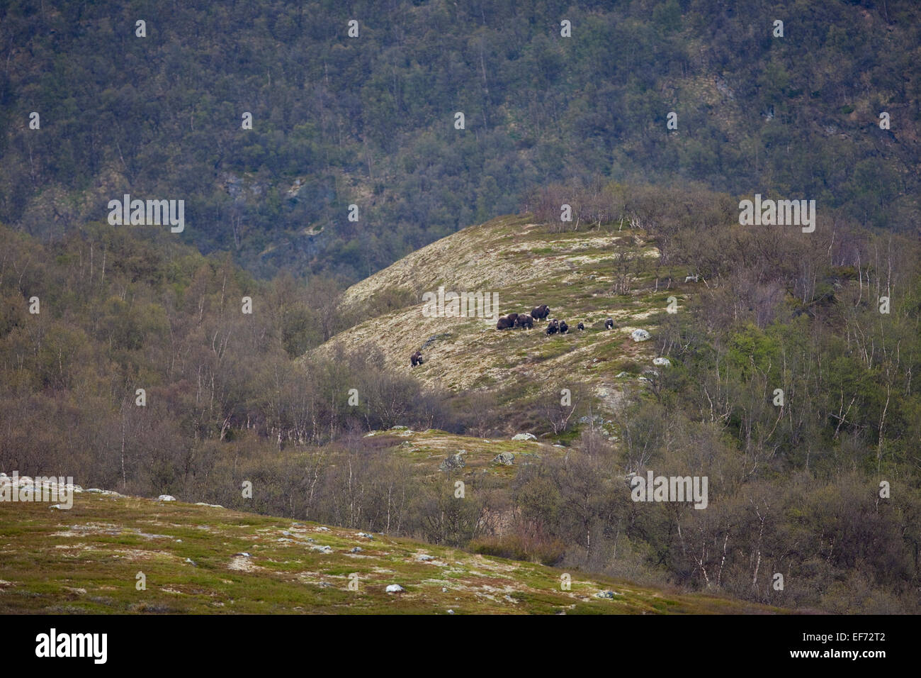 Herd of musk oxen on mountain side Stock Photo