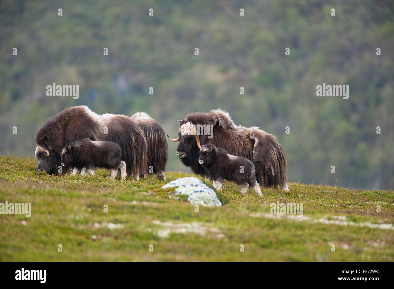 Herd of musk oxen feeding Stock Photo