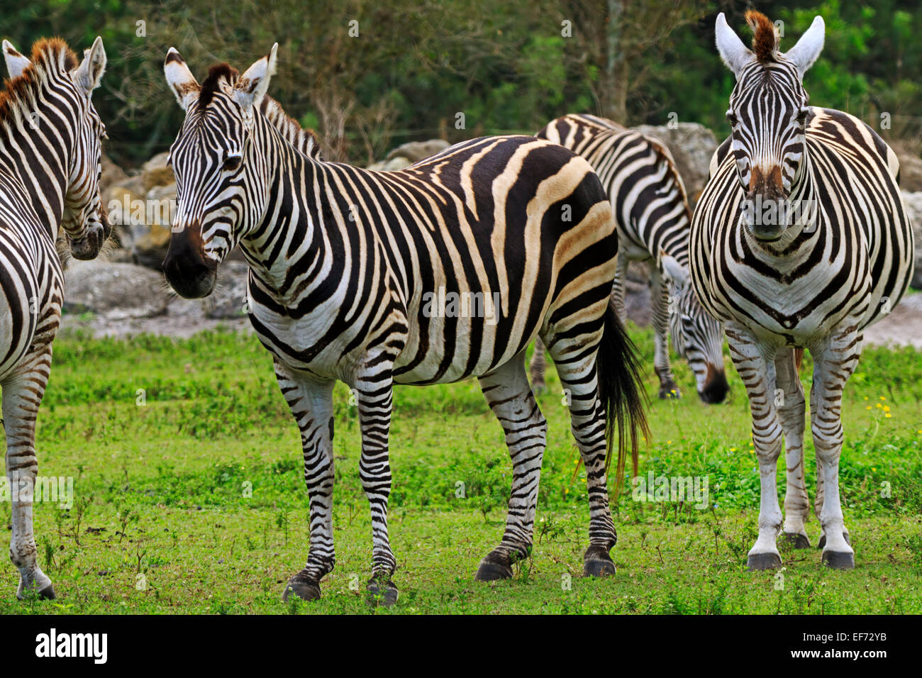 Grant's zebra, Equus quagga boehmi Stock Photo - Alamy