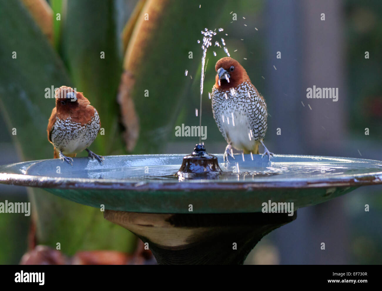 Scaly-breasted Munia, Lonchura punctulata enjoying the water in a birdbath fountain Stock Photo