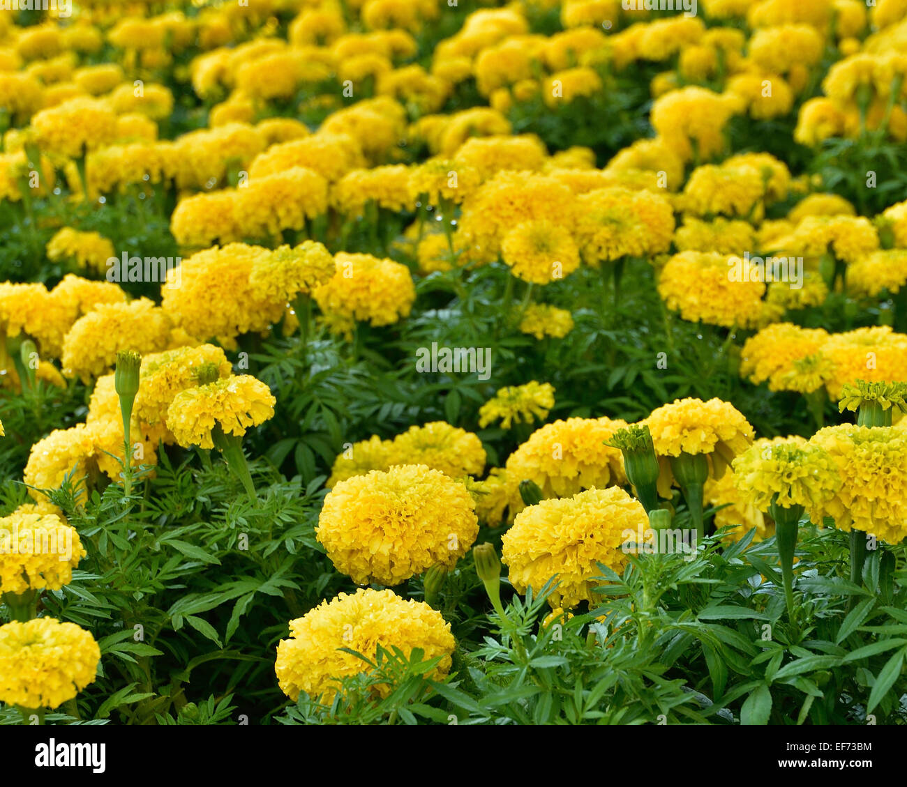 Thailand yellow flower hi-res stock photography and images - Alamy