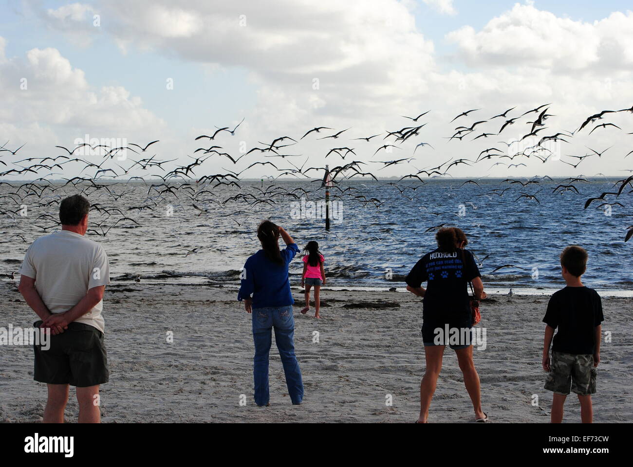Watching the Black skimmer migrating birds, swarm over the white sand beach,Tampa bay,Florida. Stock Photo