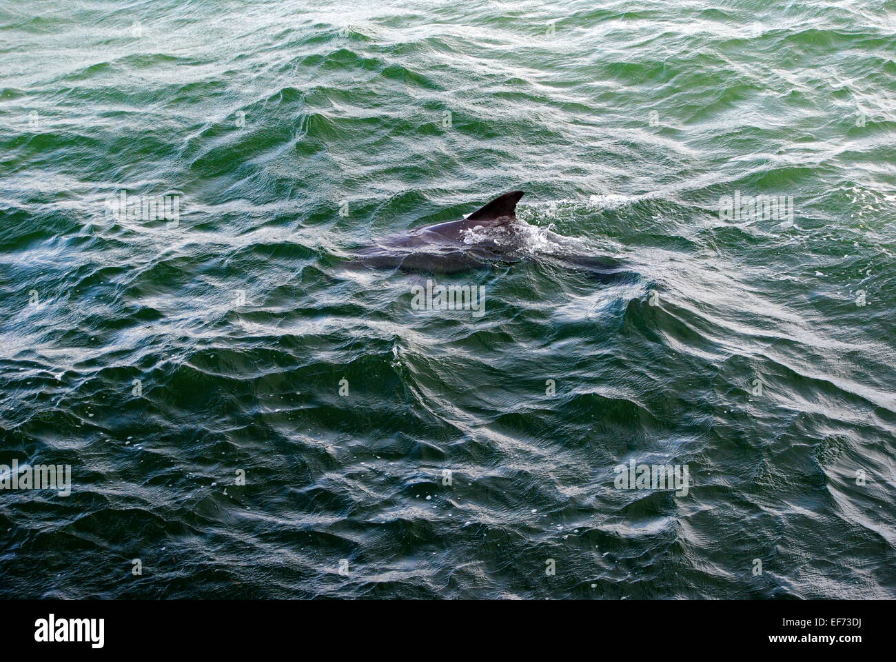 Dolphins dorsal fin,exposed above the bay waters surface,beside the Sunshine Fishing Pier, Florida, U.S.A. Stock Photo