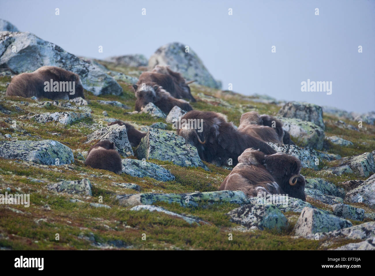 Herd of musk oxen resting Stock Photo