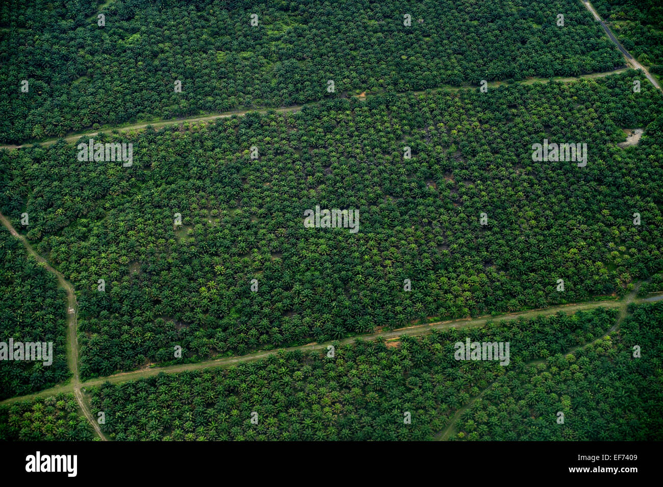 Plantation of oil palms (Elaeis guineensis) for the production of palm oil, aerial view, Simeulue, Indonesia Stock Photo
