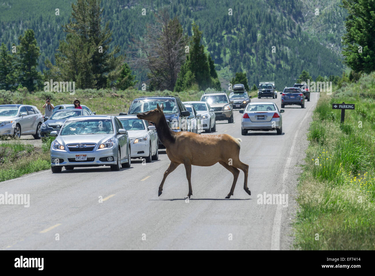 American Elk or Wapiti (Cervus canadensis), female crossing the road, Mammoth Hot Springs, Yellowstone National Park, Wyoming Stock Photo