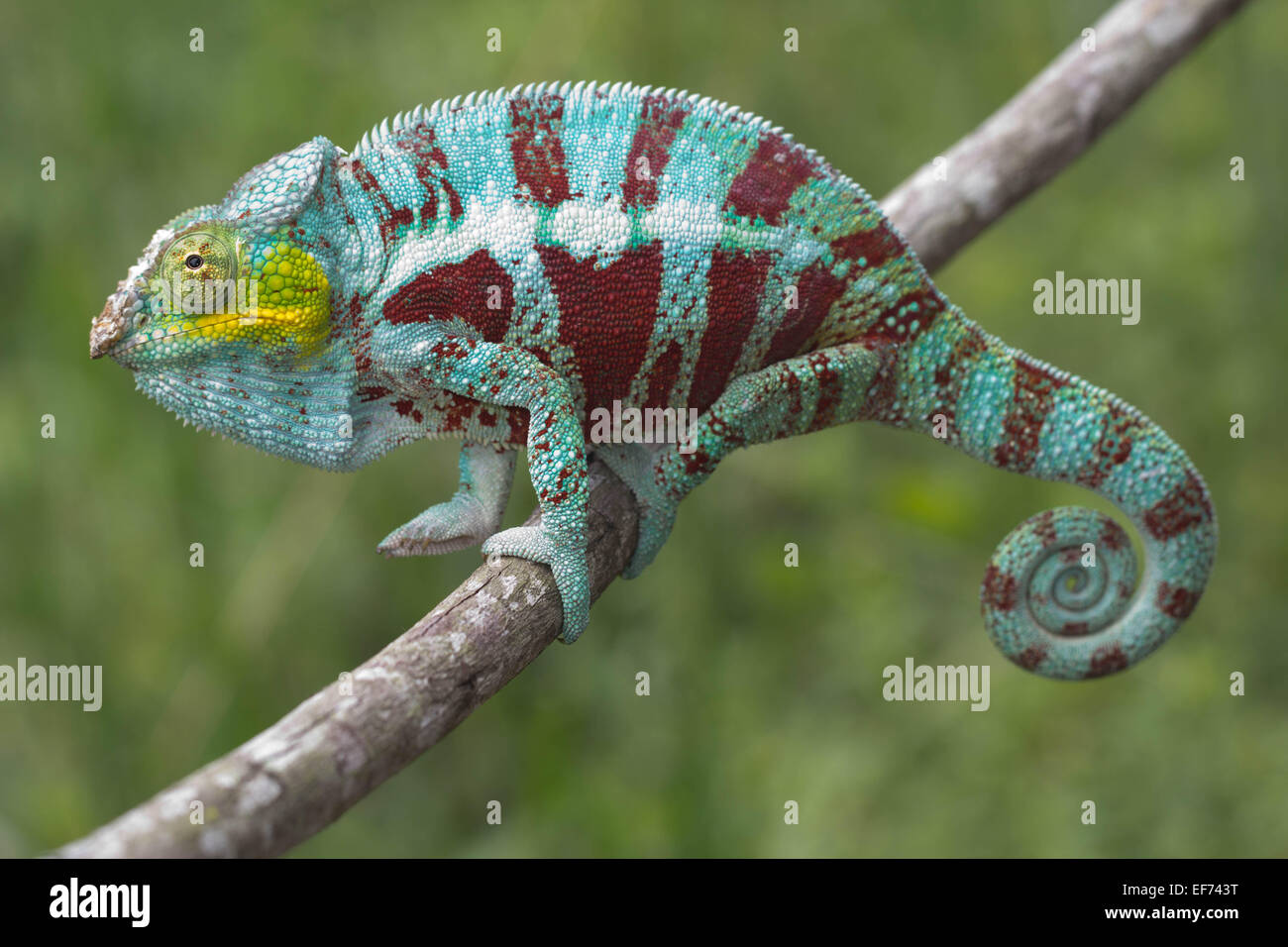 Panther Chameleon (Furcifer pardalis), male, near Ambanja, Northwest Madagascar, Madagascar Stock Photo