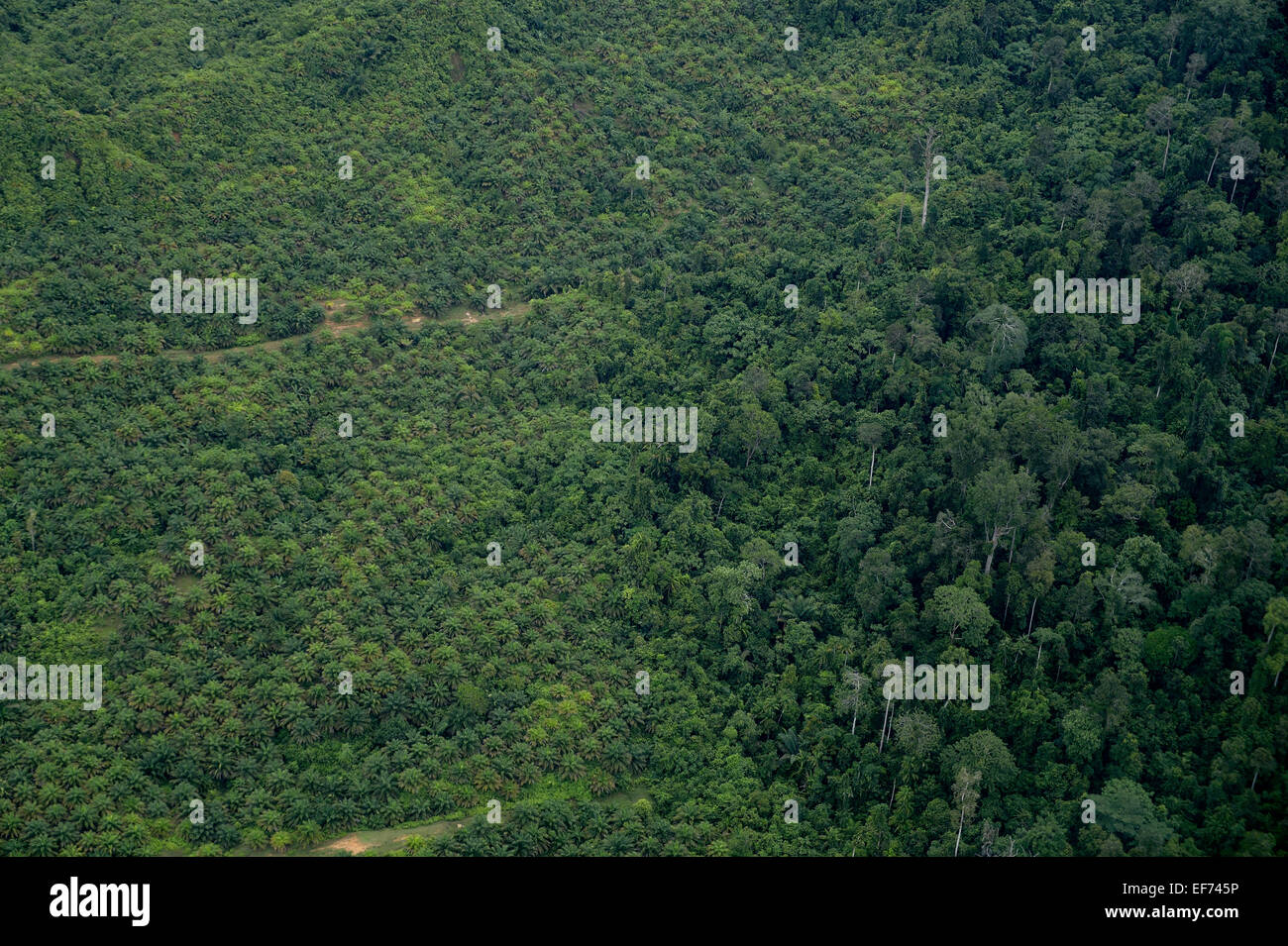 Plantation of oil palms (Elaeis guineensis) for the production of palm oil in the rainforest, aerial view, Simeulue, Indonesia Stock Photo