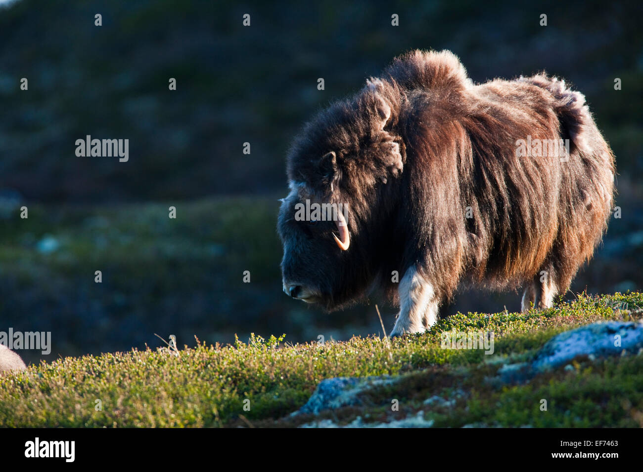 Female musk ox Stock Photo Alamy