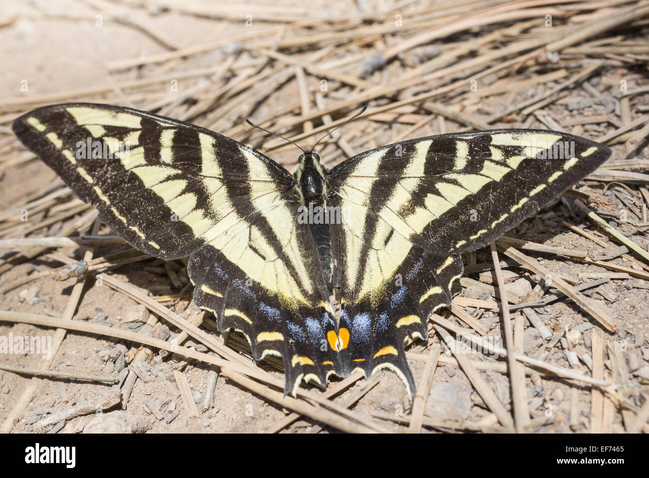 Western Tiger Swallowtail (Papilio rutulus), Bryce Canyon National Park, Utah, United States Stock Photo